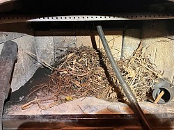 Birds nest removal-Linwood Michigan